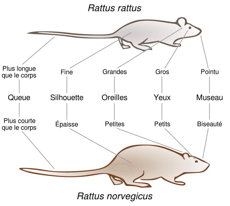 différences rat brun rat noir