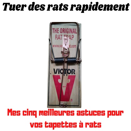 Tuer des rats rapidement: mes cinq meilleures astuces pour vos piège à rat