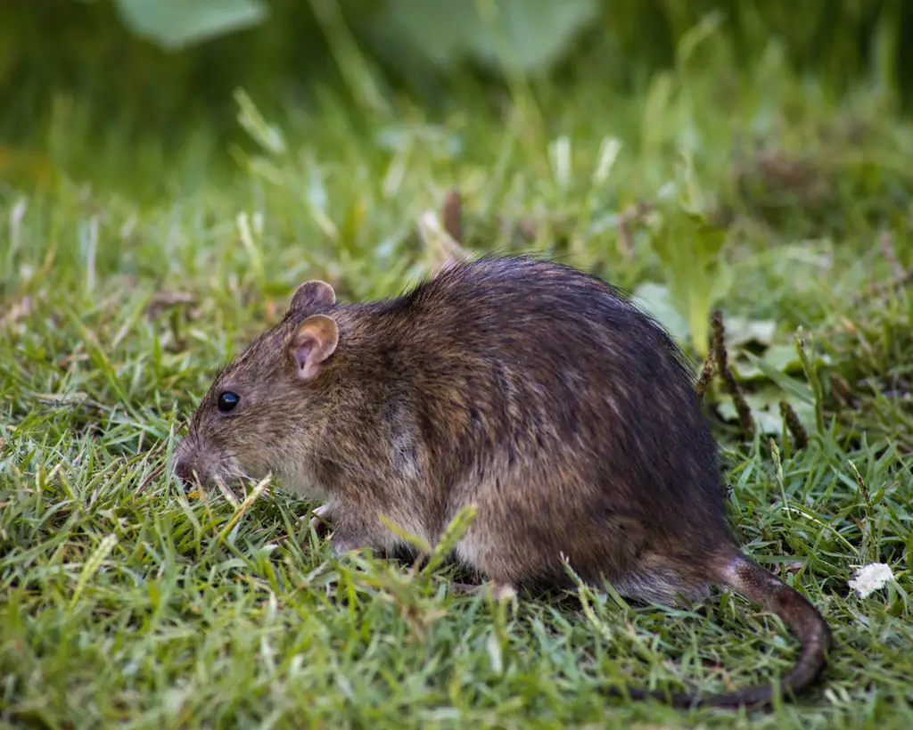 Différences entre rat et souris