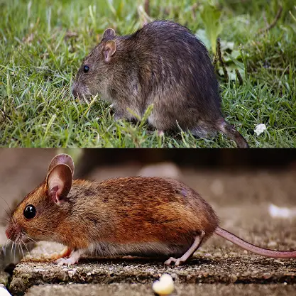 Comment reconnaitre un rat d'une souris, les différences entre rat et souris.