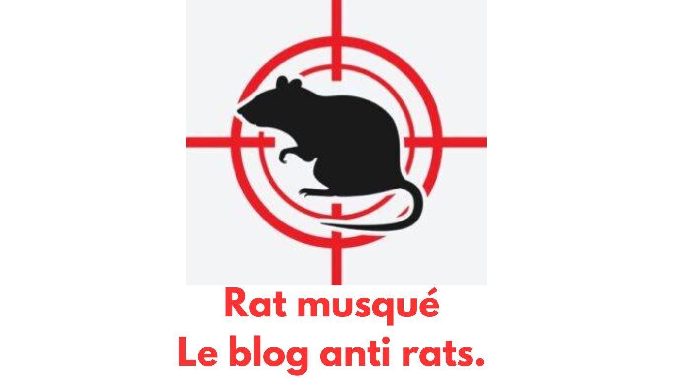 Rat musqué le blog anti rats