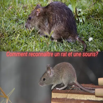 Comment reconnaître un rat et une souris