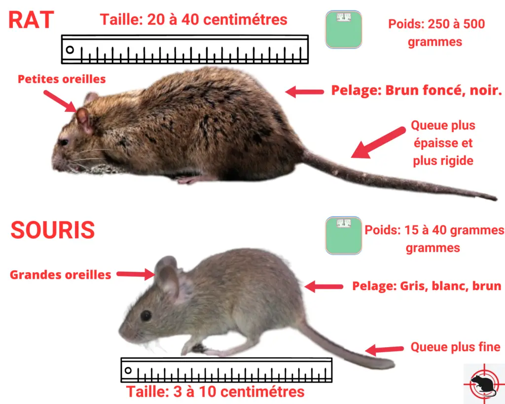 Schéma pour apprendre à reconnaître un rat et une souris